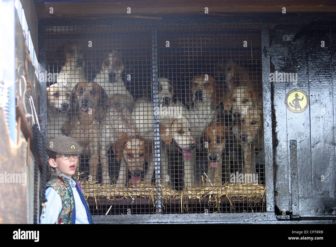 Junge mit Fuchs Jagdhunde am Heddington und Stockley Steam Rally. Stockfoto