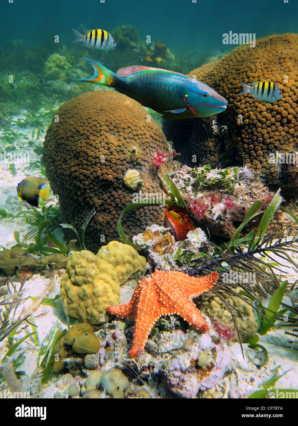 Unterwasser-marine Leben auf dem Meeresboden in das Karibische Meer mit grossen Star Korallen, bunte Fische und ein Seestern Stockfoto