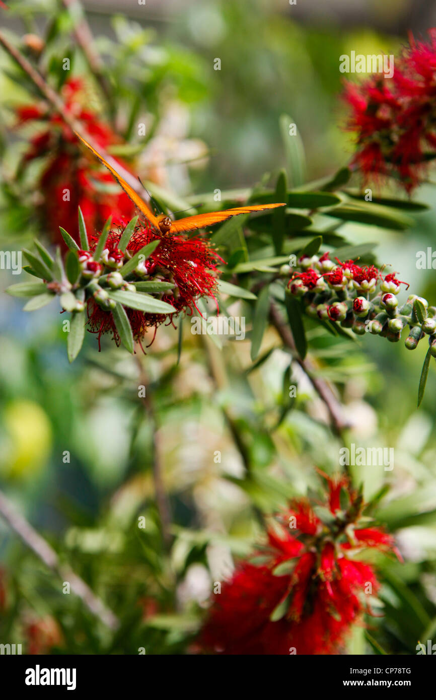 Eine rote Flasche Bürste Blume in einem Garten am Butterfly World, Klapmuts, Südafrika Stockfoto