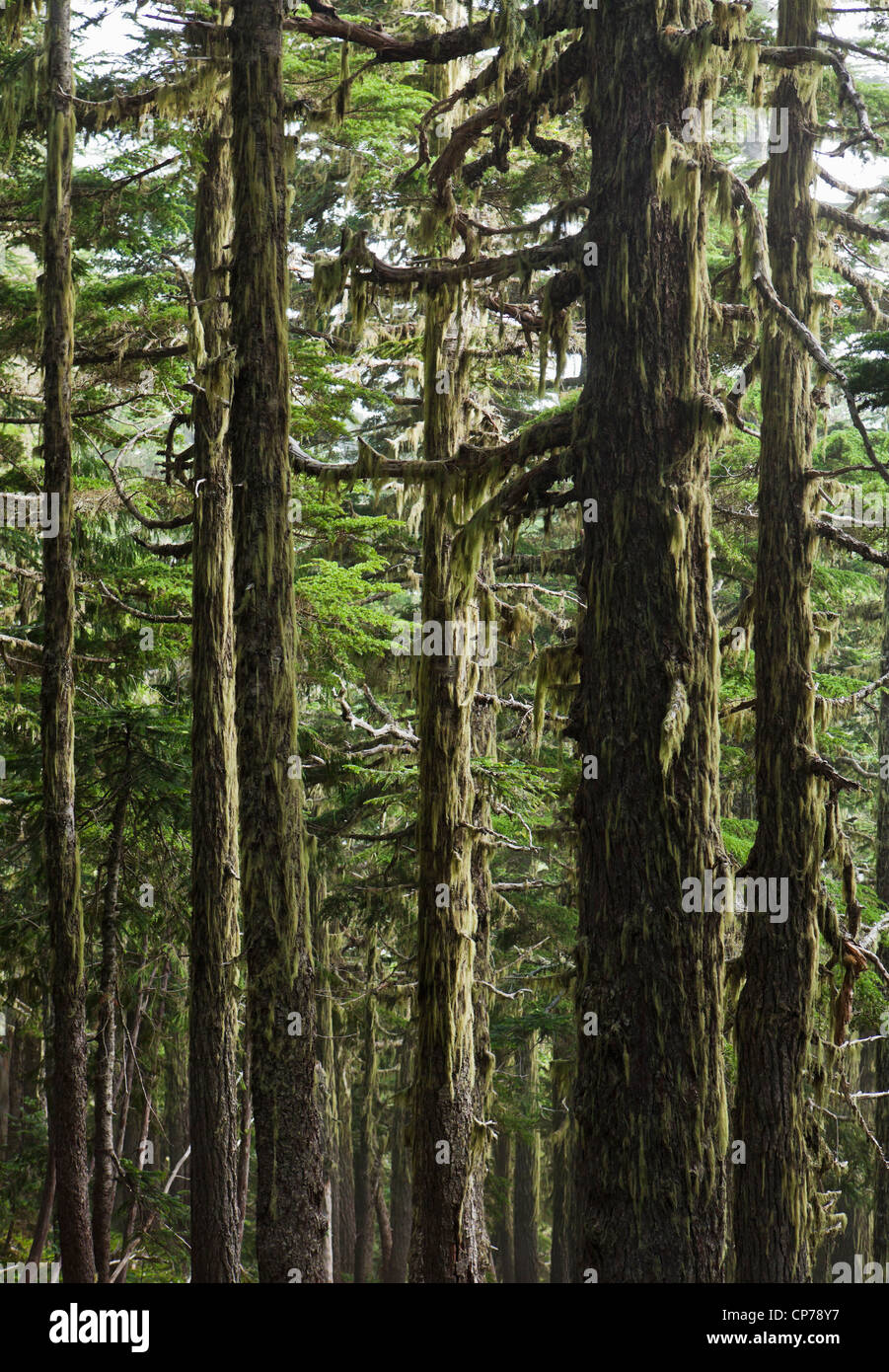 Alten Wald mit Flechten hängen von Zweigen, Mount-Rainier-Nationalpark, Washington, USA. Stockfoto
