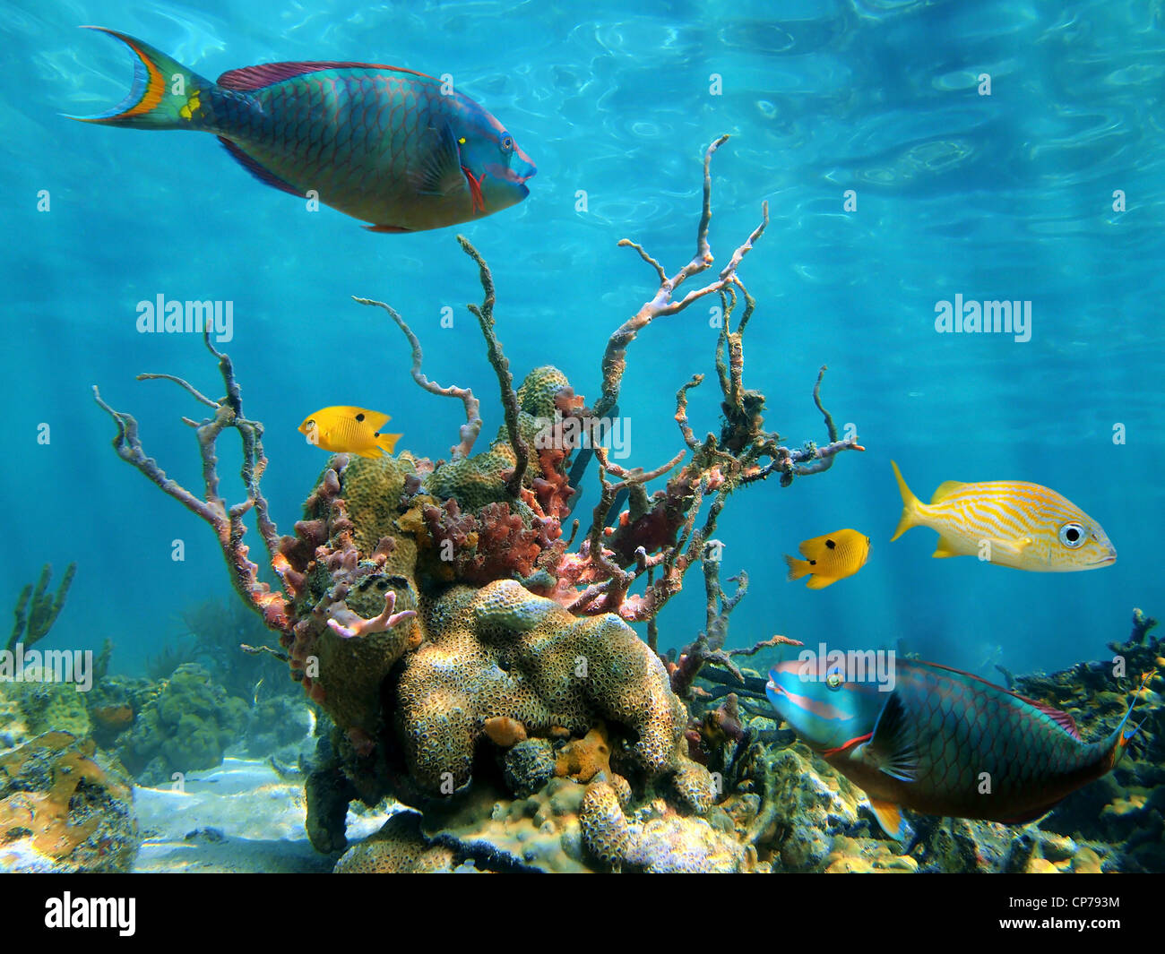 Unterwasserwelt mit tropischen Fischen auf einem flachen Meeresboden in der Karibik Stockfoto