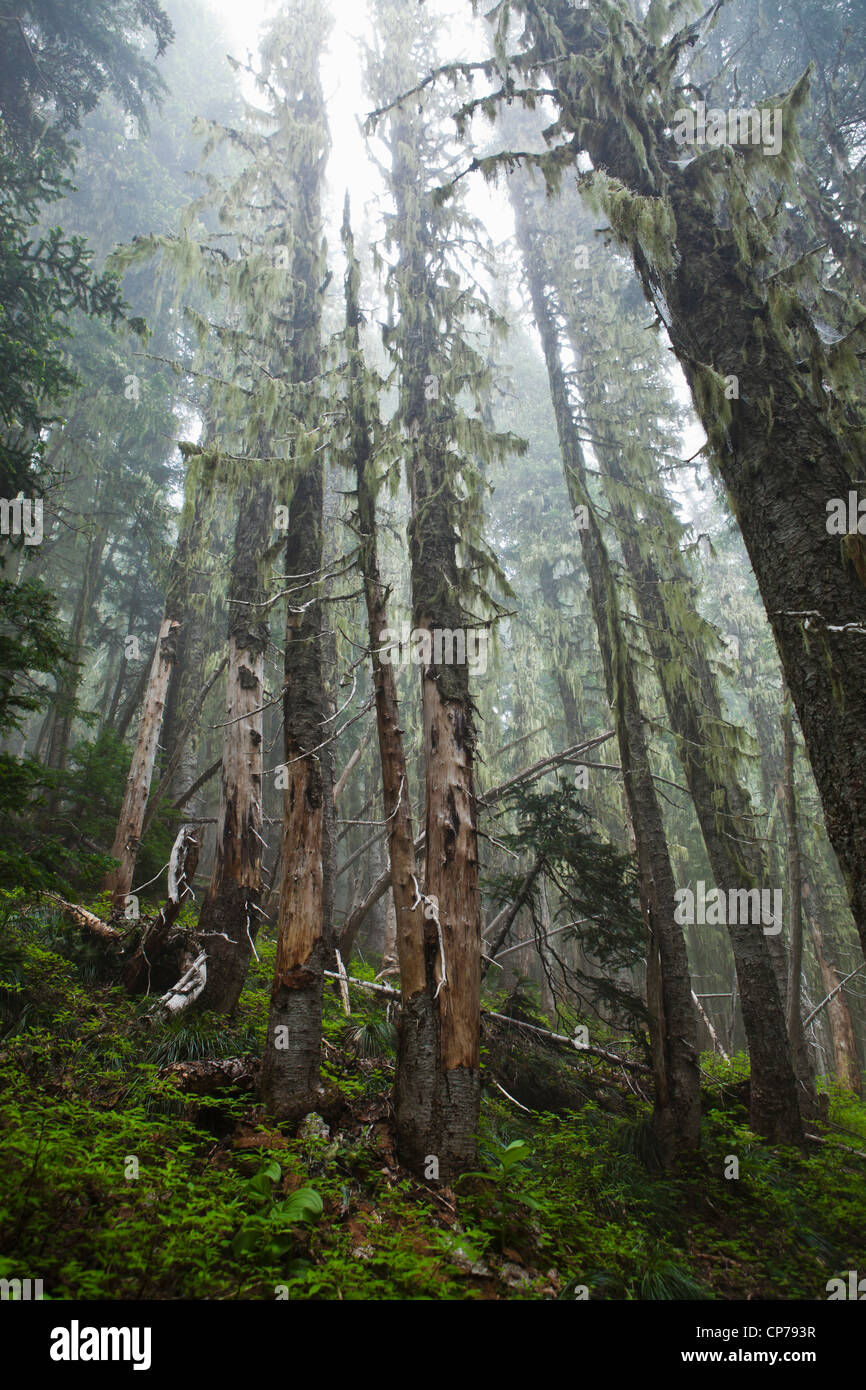 Alte Bäume im Nebel, Mount-Rainier-Nationalpark, Washington, USA. Stockfoto
