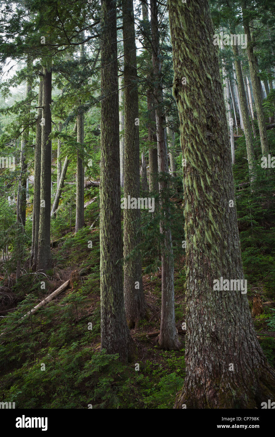 Alte Bäume, Mount-Rainier-Nationalpark, Washington, USA. Stockfoto