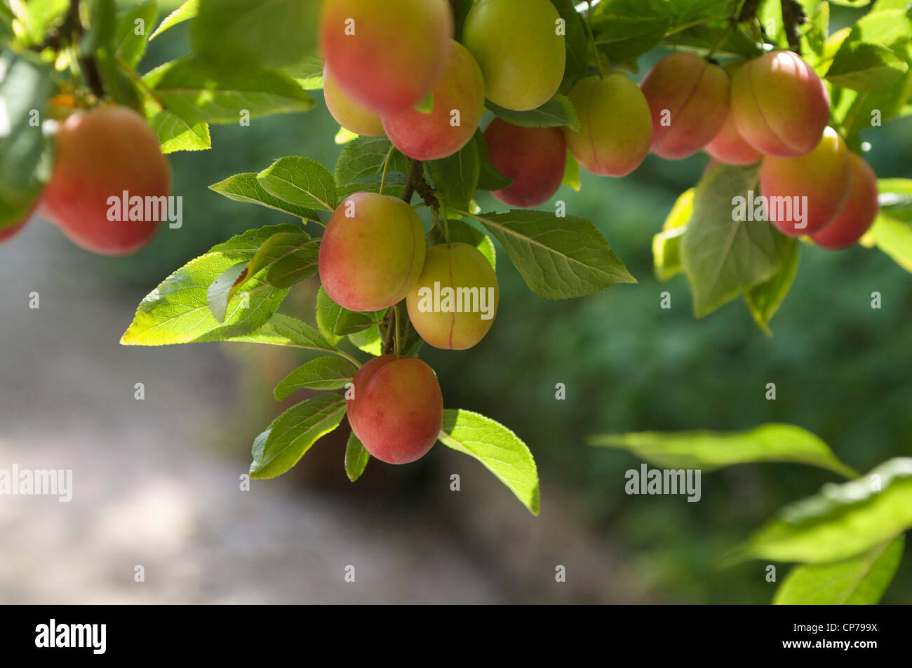 Prunus Domestica, Pflaume, rot. Stockfoto