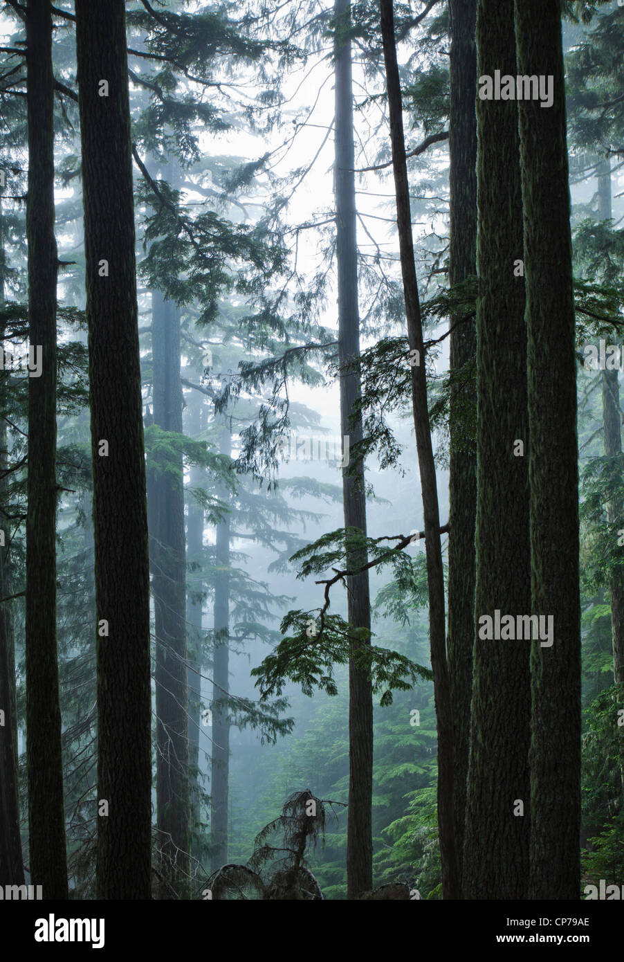 Alte Bäume im Nebel, Mount-Rainier-Nationalpark, Washington, USA. Stockfoto
