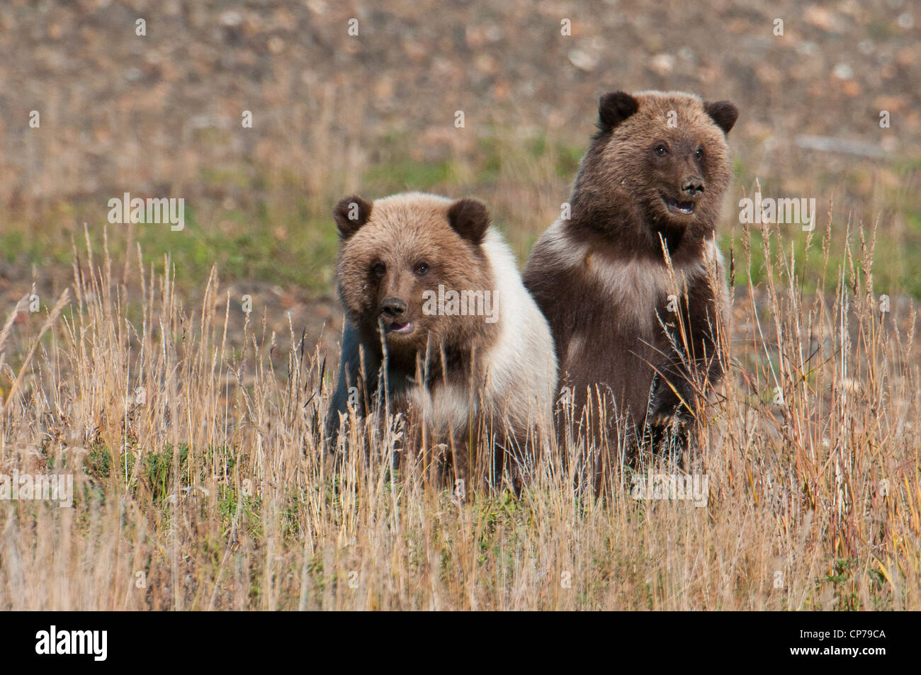 Frühling Grizzly Jungen spielen in der Wiese, Denali National Park & Preserve, innen Alaska, Herbst Stockfoto