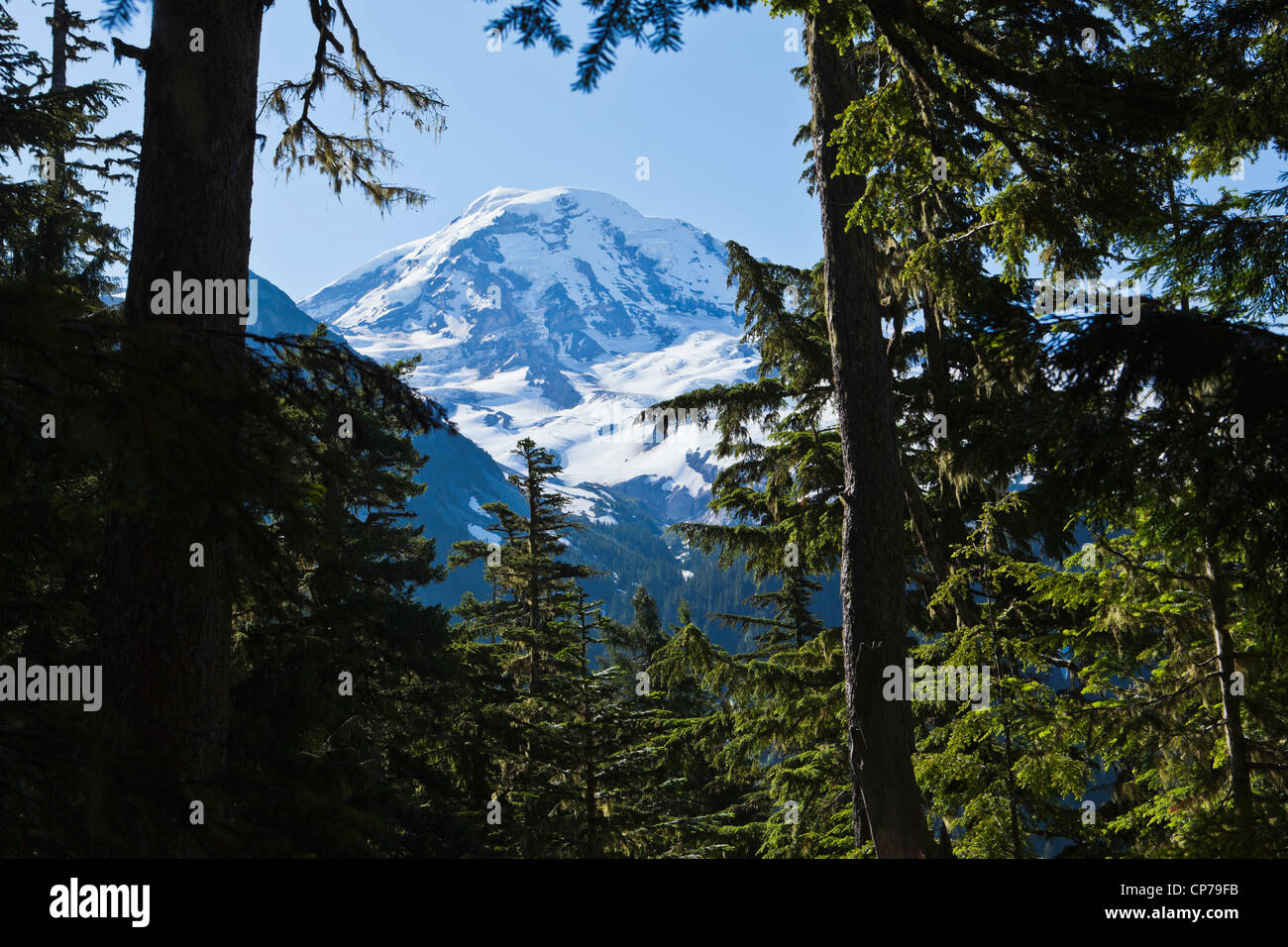 Der nordwestlichen Seite des Mount Rainier gesehen, umrahmt von Bäumen, Mount-Rainier-Nationalpark, Washington, USA. Stockfoto
