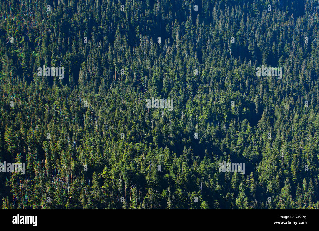 Ein Nadelwald, Mount-Rainier-Nationalpark, Washington, USA. Stockfoto