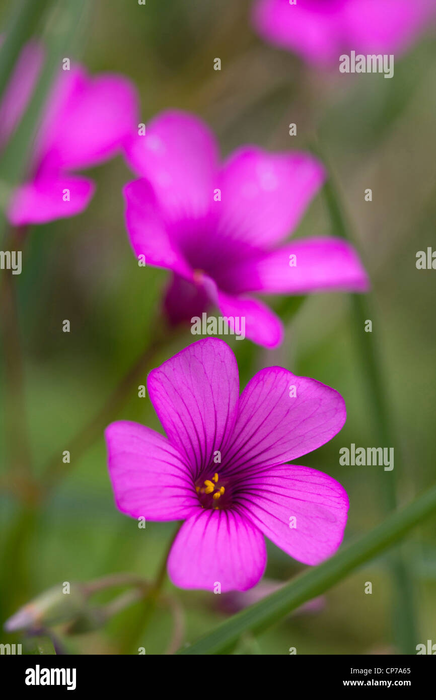 Phlox Douglasii Crackerjack, Phlox, rosa. Stockfoto