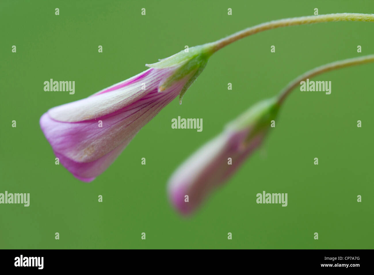 Phlox Douglasii Crackerjack, Phlox, rosa, grün. Stockfoto