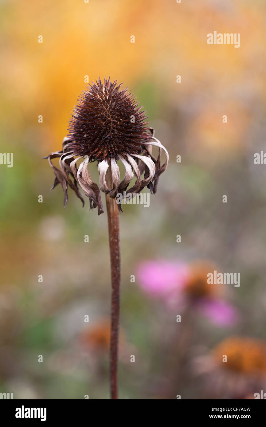 Echinacea Purpurea, Echinacea, Sonnenhut, braun. Stockfoto