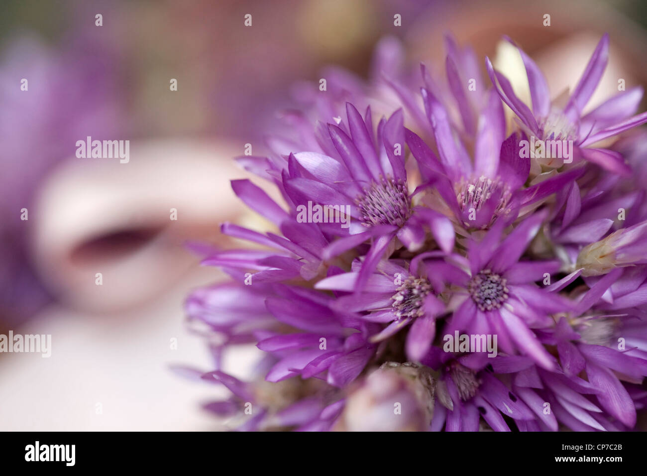 Helichrysum Sorte, ewige Blume lila. Stockfoto