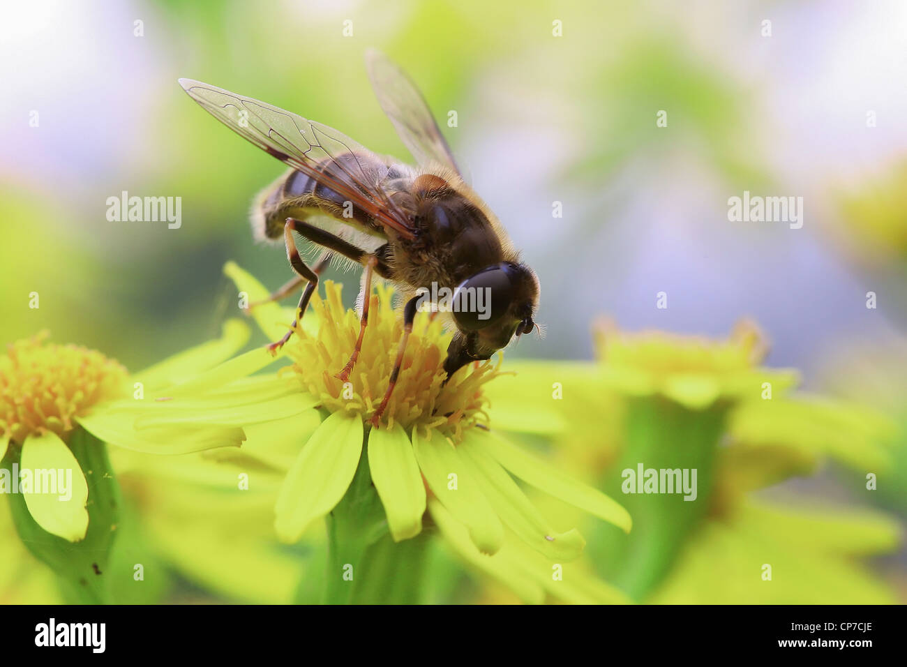 Solidago Virgaurea, Goldrute, gelb. Stockfoto