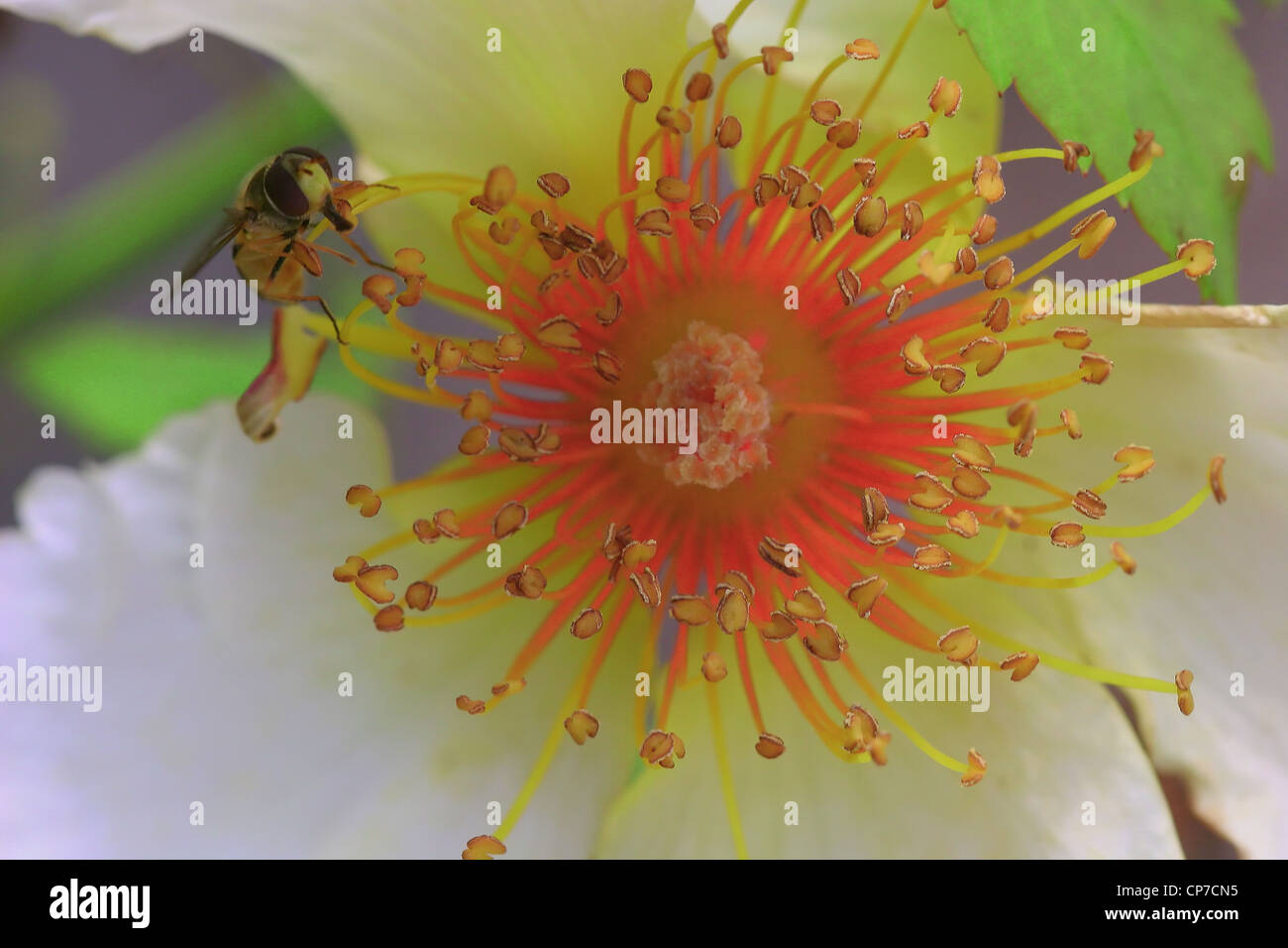 Carpenteria Californica, Anemone, Baum Anemone, weiß. Stockfoto