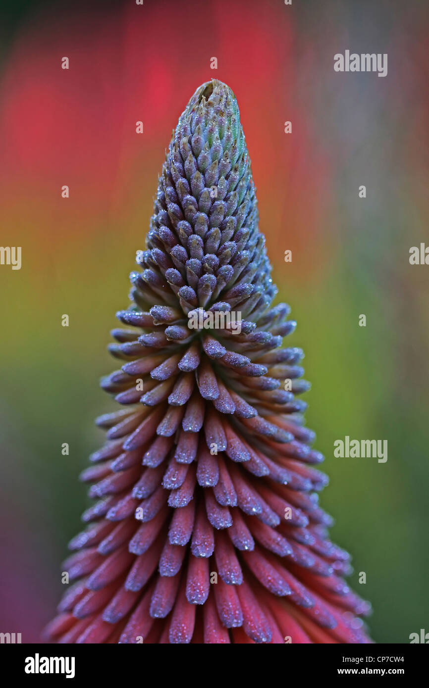 Blume, Mauve. Stockfoto