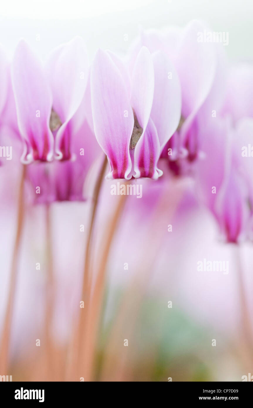 Cyclamen Hederifolium, Alpenveilchen, rosa. Stockfoto