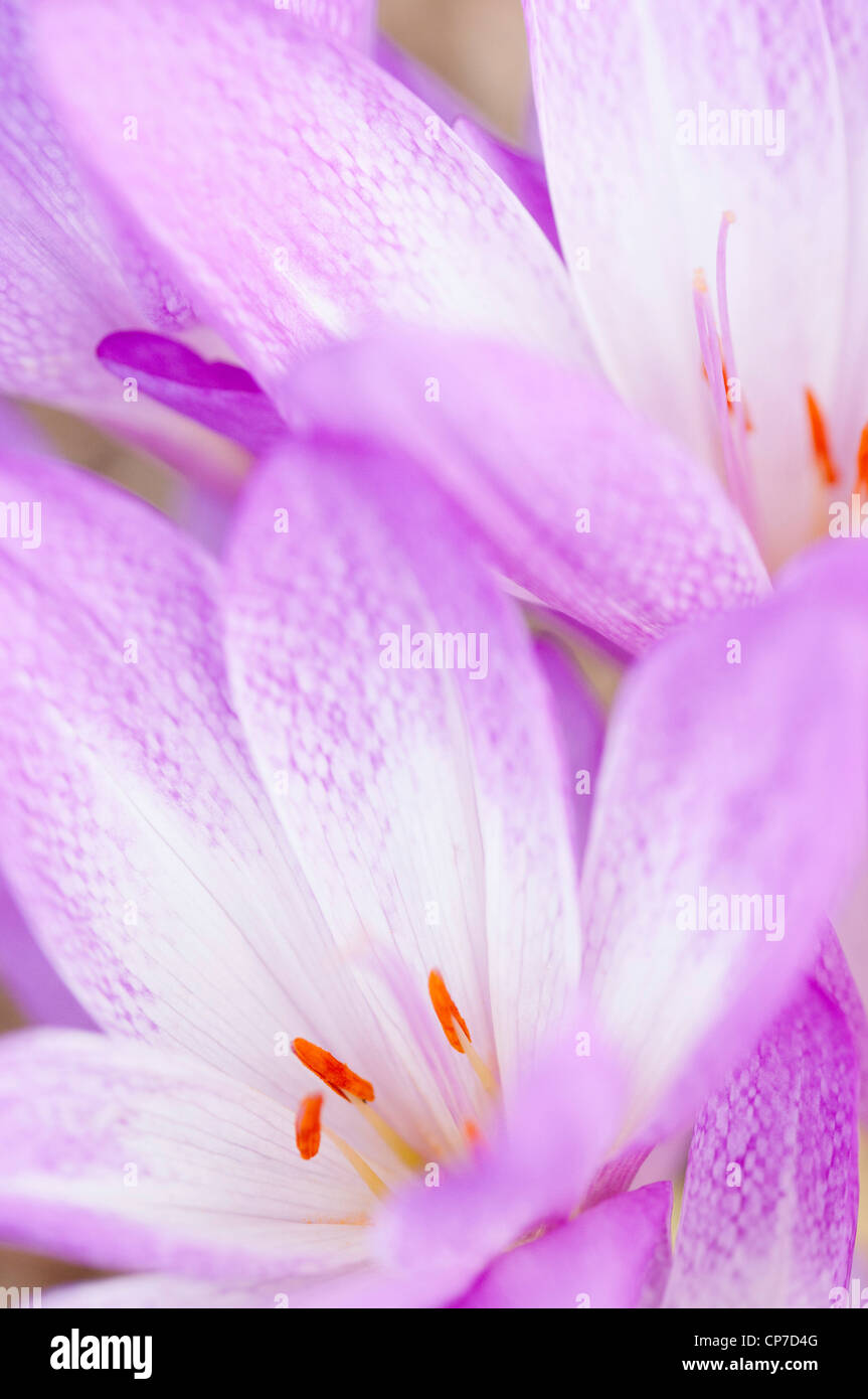 Crocus, Colchicum 'Antares', Herbstkrokus, Nahaufnahme mit Stamen. Stockfoto