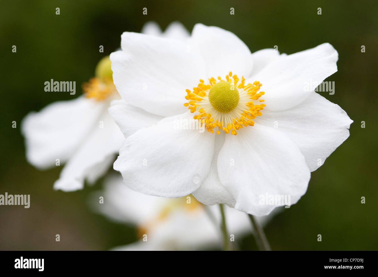 X hybrida Anemone 'Honorine Jobert', japanische Anemone, weißen Blüten. Stockfoto