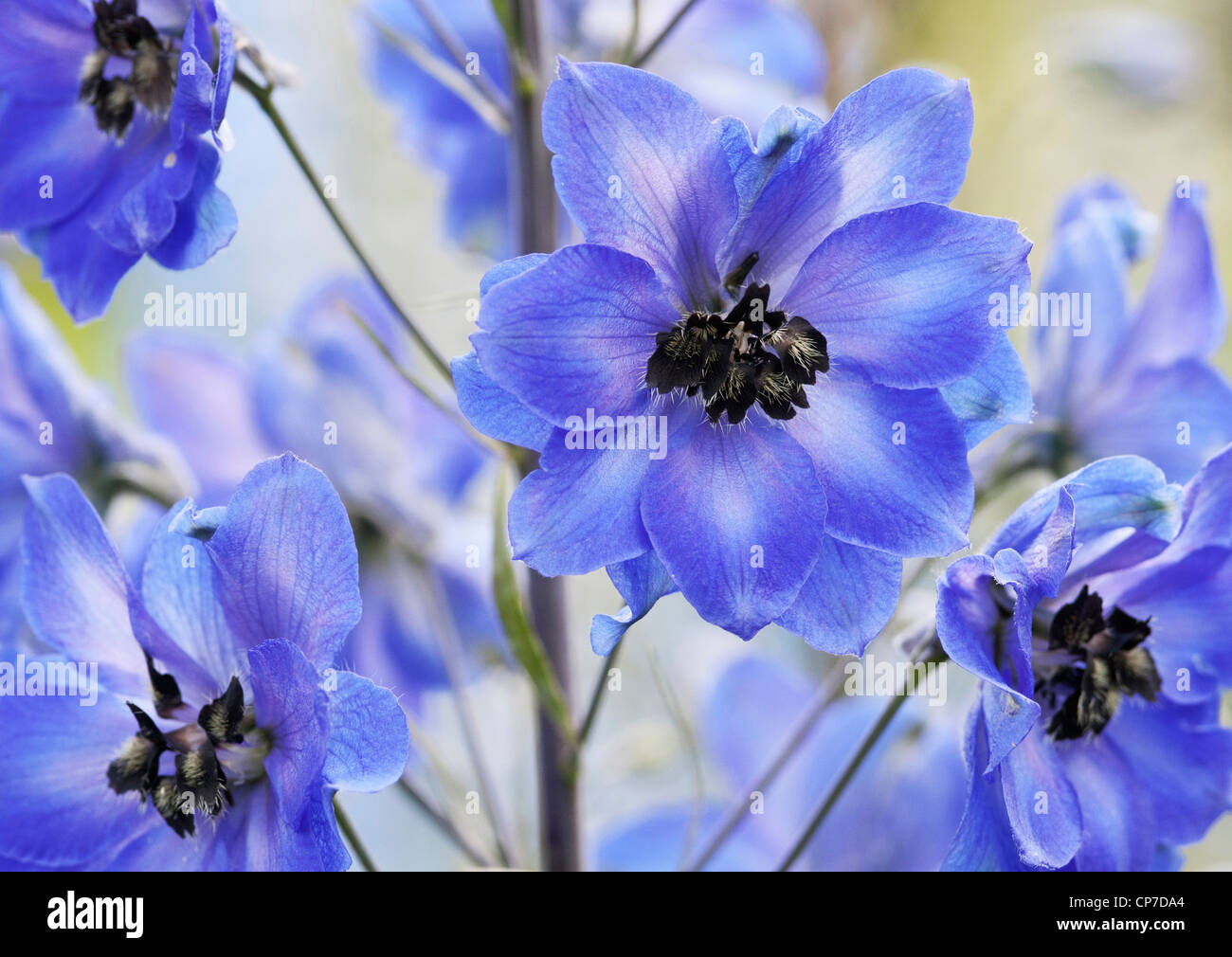 Rittersporn "After Midnight", Nahaufnahme von reichlich blaue Blumen auf einem einzigen Stamm. Stockfoto