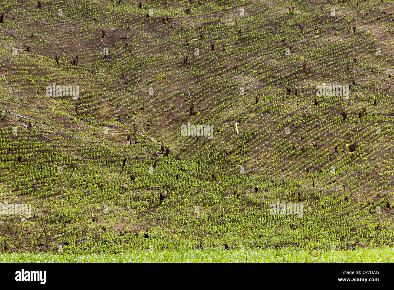Schrägstrich und brennen Anbau in westlichen Ecuador, steilen Hang geräumt und mit Maiskeimlinge bepflanzt. Stockfoto
