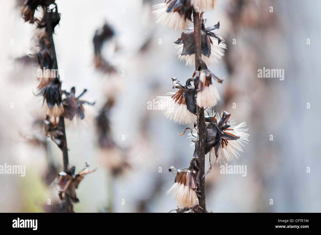 Schmalen Pfennigabsatz Ligularia, Ligularia Stenocephala, hohe Ähren mit weißen gefiederten Samenköpfe. Stockfoto