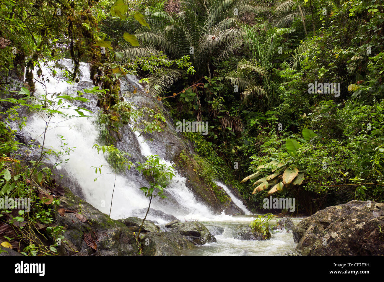 Wasserfall im Regenwald in der Choco biologische Region im westlichen Ecuador Stockfoto
