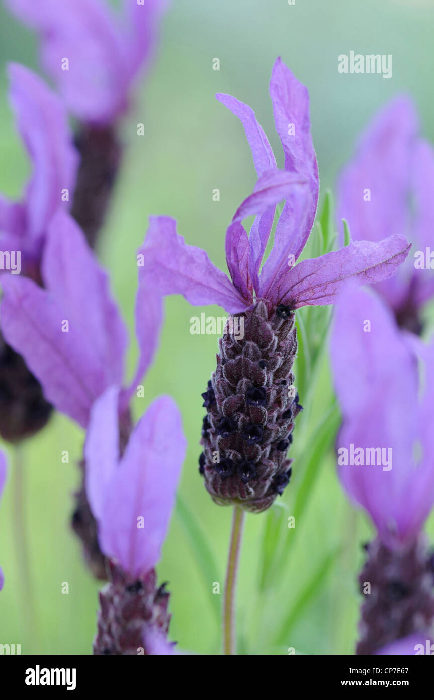 Lavandula Stoechas Sorte, Lavendel, französischer Lavendel, lila, grün. Stockfoto