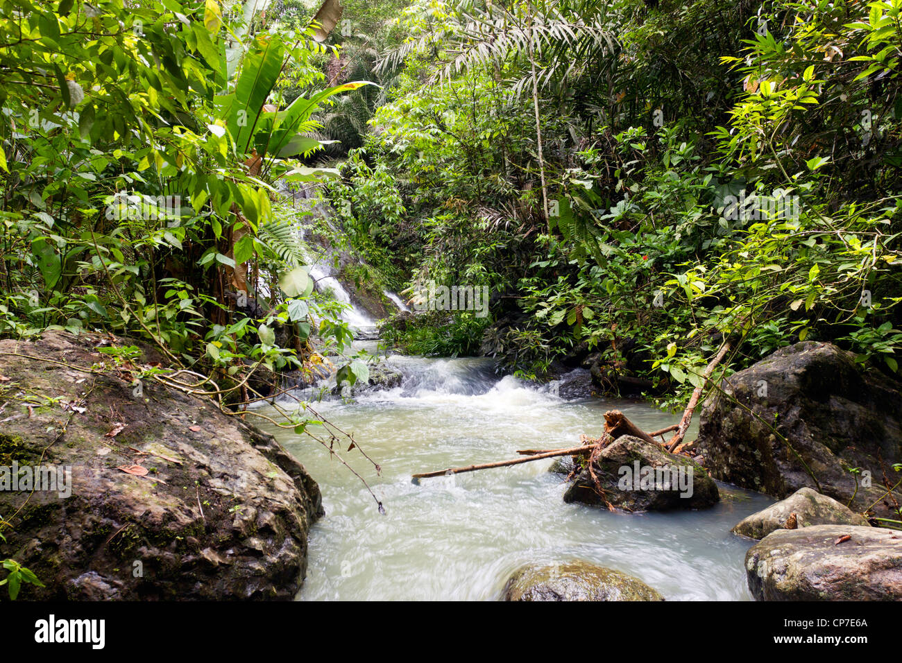 Stream im Regenwald in der Choco biologische Region im westlichen Ecuador Stockfoto