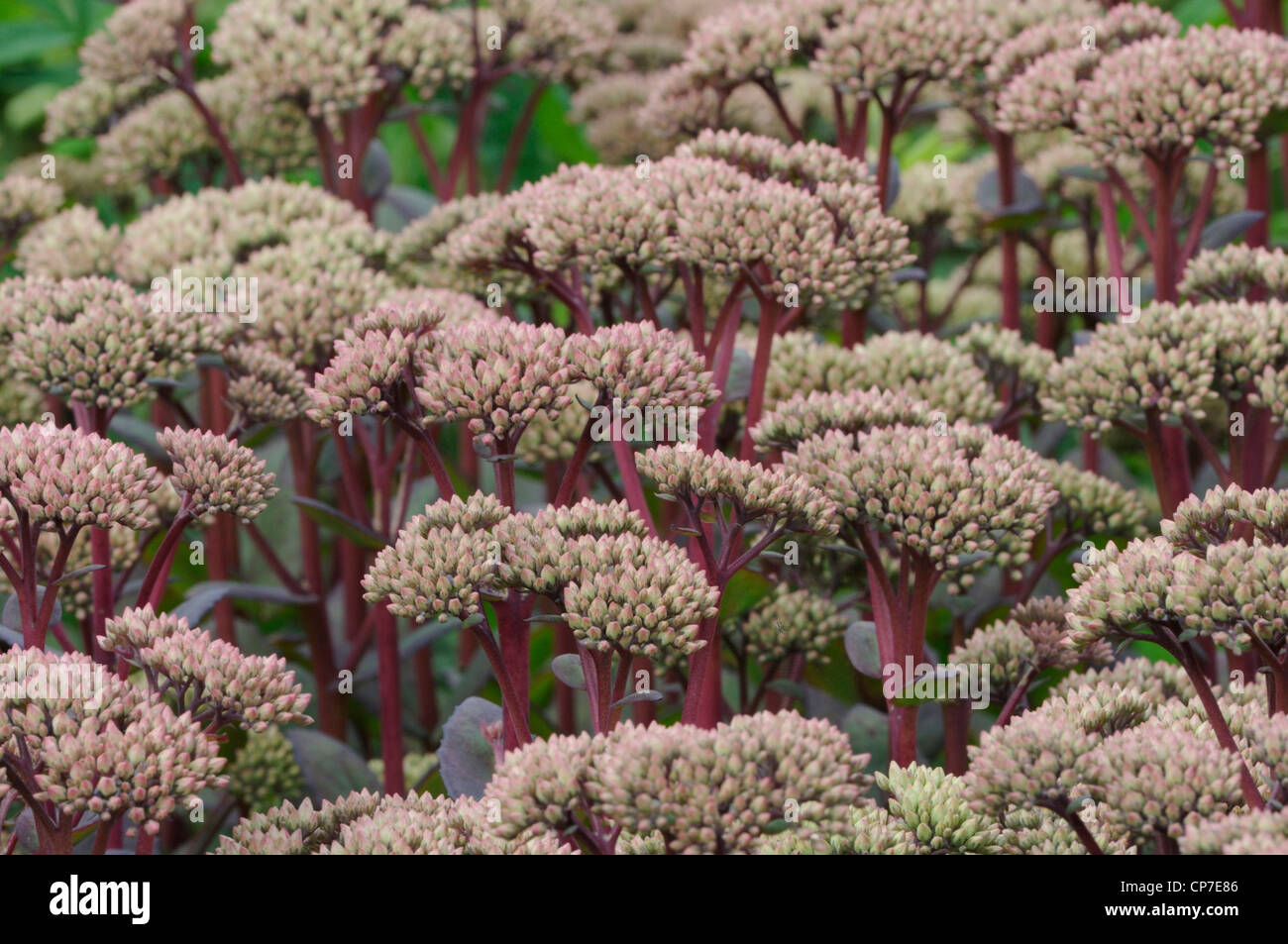 Sedum 'Matrona', Fetthenne, Pink. Stockfoto