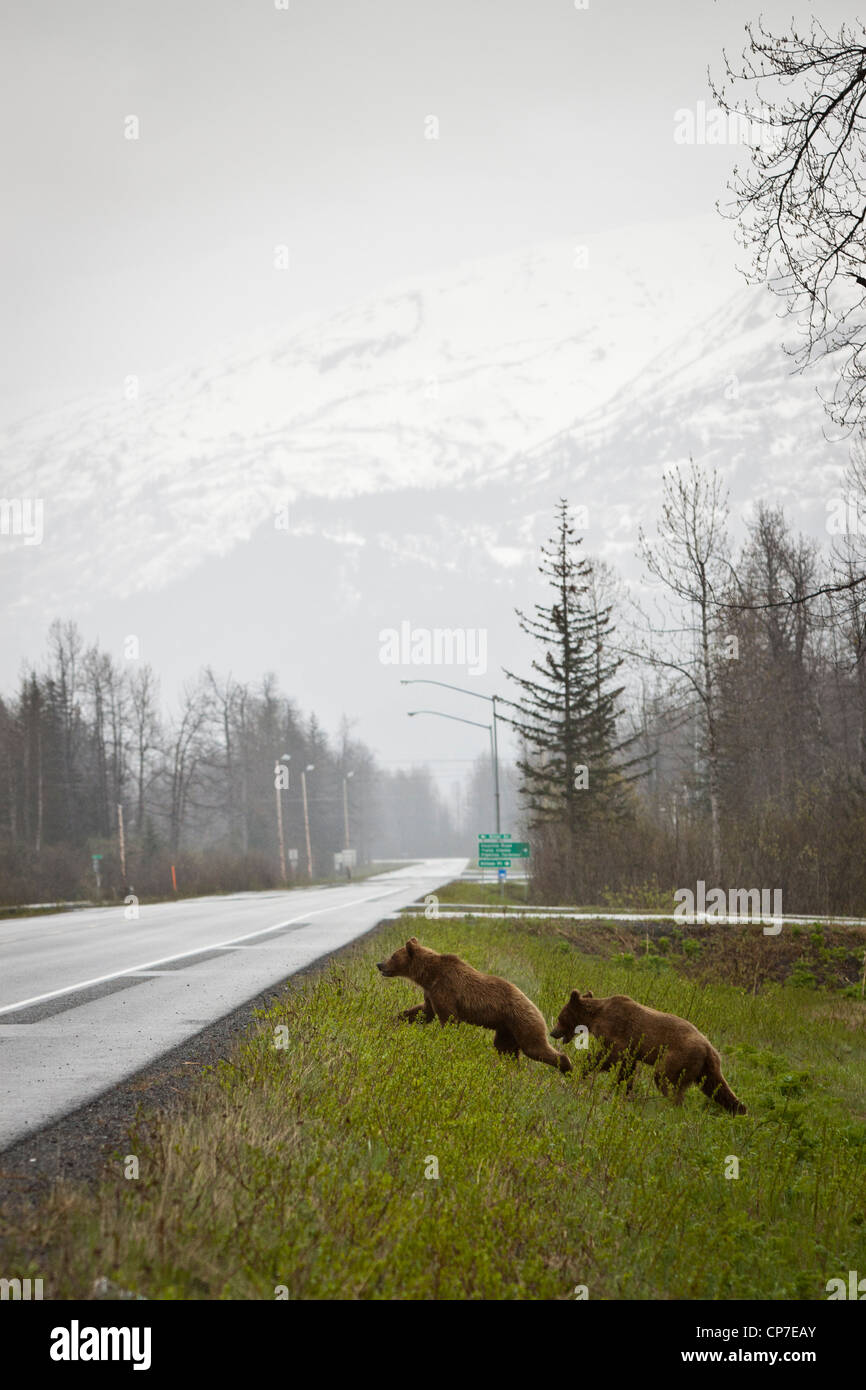 Ein paar Jugendliche Braunbären vorzubereiten, überqueren den Richardson Highway in der Nähe von Valdez, Alaska Yunan, Frühling Stockfoto