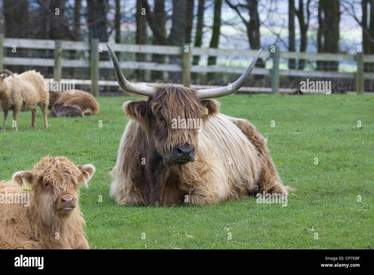 Highland Cattle oder Kyloe schottischen Rinderrasse auf einer Wiese in England Stockfoto