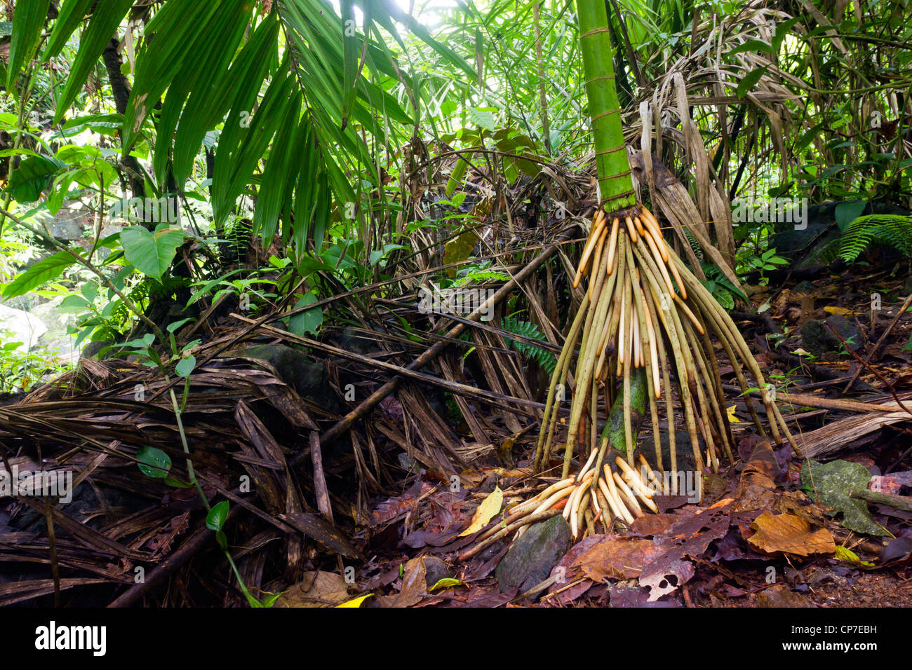 Stelzenläufer verwurzelt Palme wächst im Regenwald in der Choco biologische Region im westlichen Ecuador Stockfoto