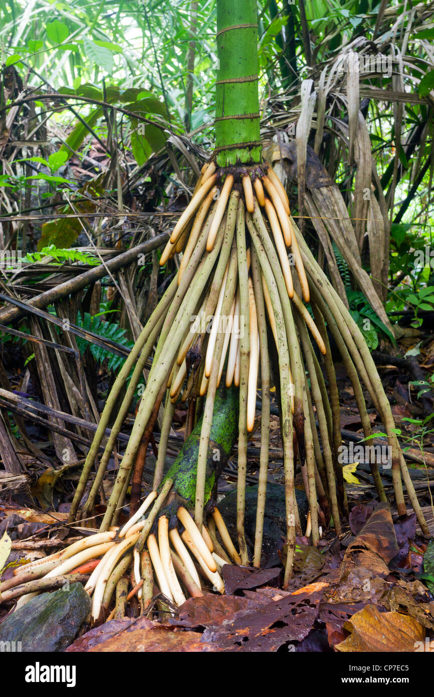 Stelzenläufer verwurzelt Palme wächst im Regenwald in der Choco biologische Region im westlichen Ecuador Stockfoto