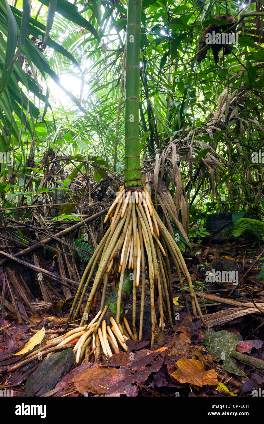 Stelzenläufer verwurzelt Palme wächst im Regenwald in der Choco biologische Region im westlichen Ecuador Stockfoto