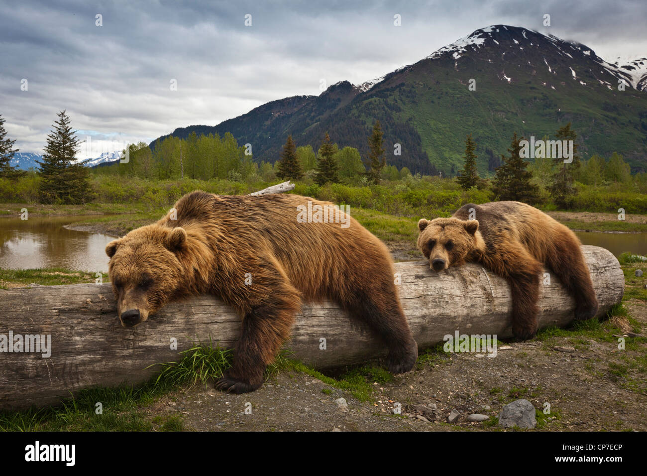 CAPTIVE: Zwei ältere Braunbären lag ausgestreckt auf einem Baumstamm im Alaska Wildlife Conservation Center, Yunan Alaska, Sommer Stockfoto