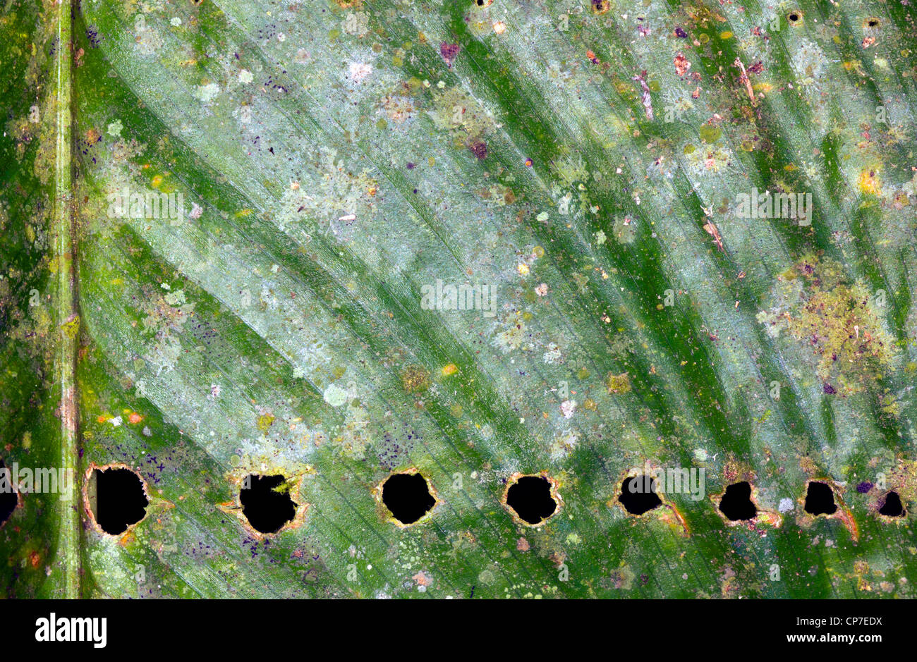 Strukturierte Blatt mit Insektenbefall im tropischen Regenwald in westlichen Ecuador Stockfoto