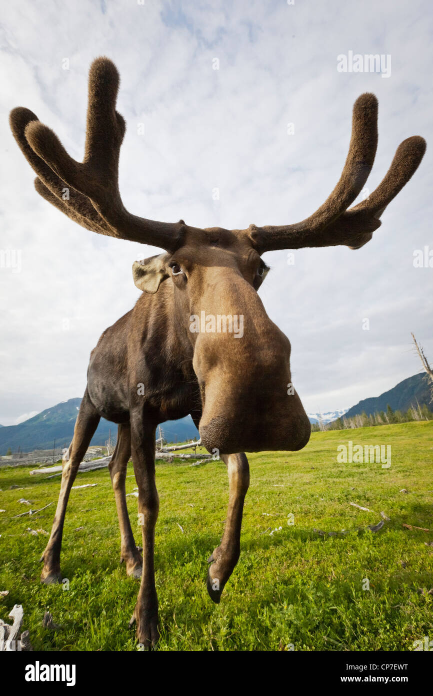 CAPTIVE: Weitwinkel Nahaufnahme von einem herannahenden Elch mit Geweih in samt, Alaska Wildlife Conservation Center, Alaska Stockfoto