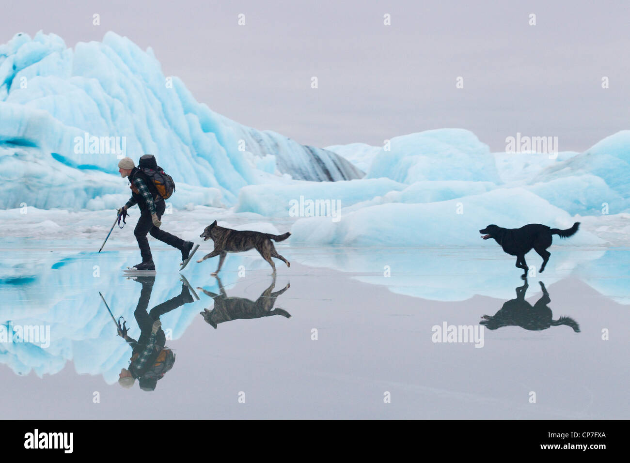 Man Eislaufen am Sheridan Gletscher mit zwei Hunden mit Eis und Eisberge im Hintergrund, Cordova, Alaska Stockfoto