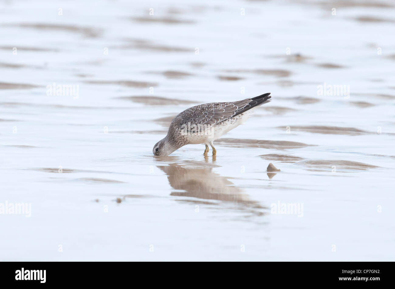 Knoten Sie, Fütterung auf Sand bei niedrigem Wasserstand, Hafen von Rye, Sussex, UK Stockfoto