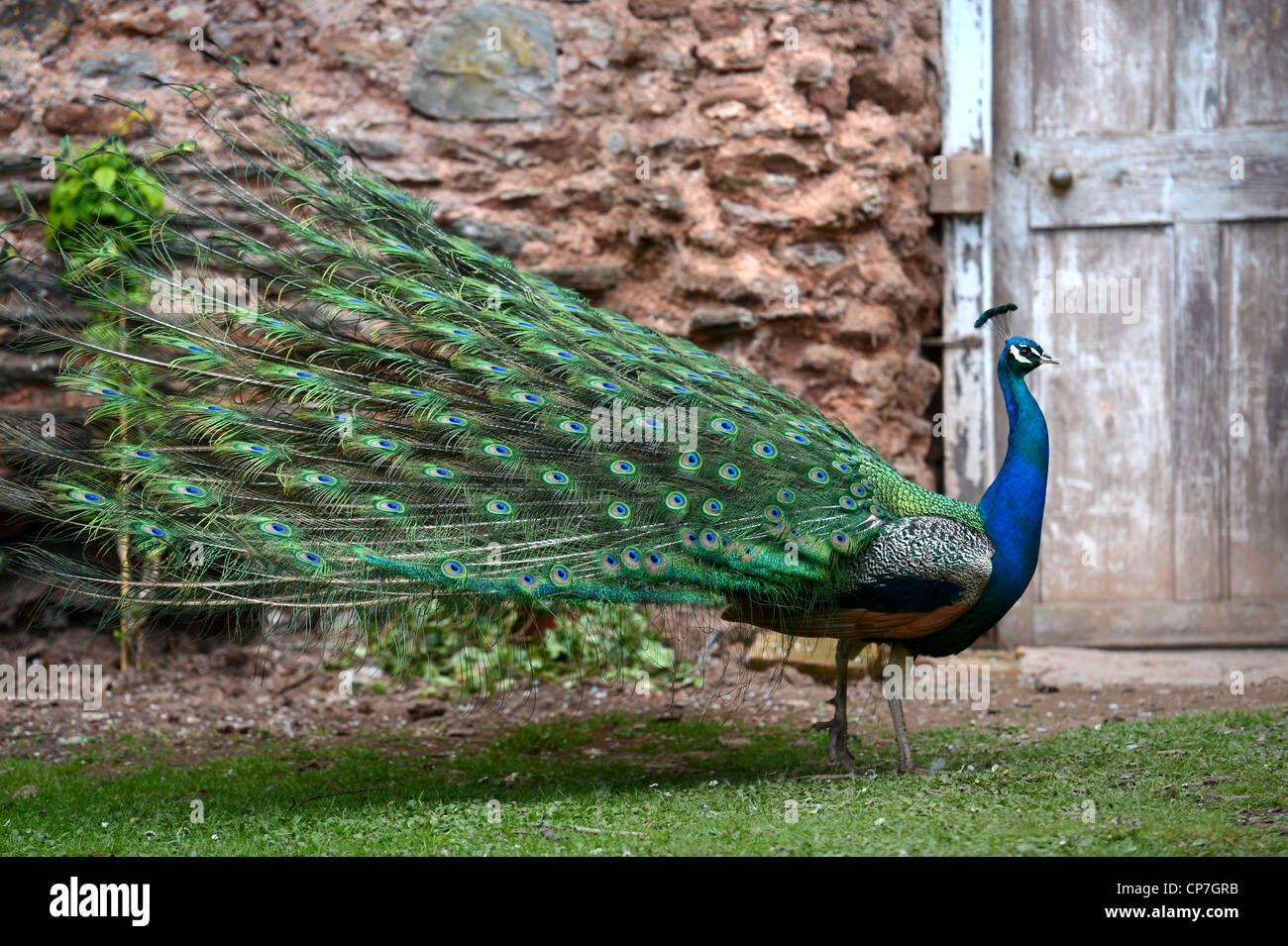 Ein Pfau zeigt seine Federn in einem ummauerten Garten UK Stockfoto