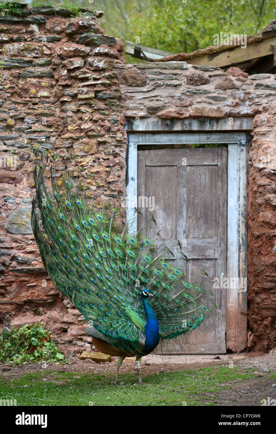 Ein Pfau zeigt seine Federn in einem ummauerten Garten UK Stockfoto