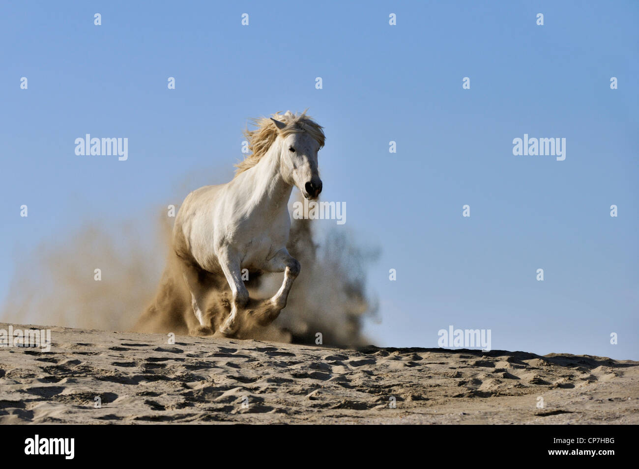 Weißes Pferd in der Camargue, Frankreich Stockfoto