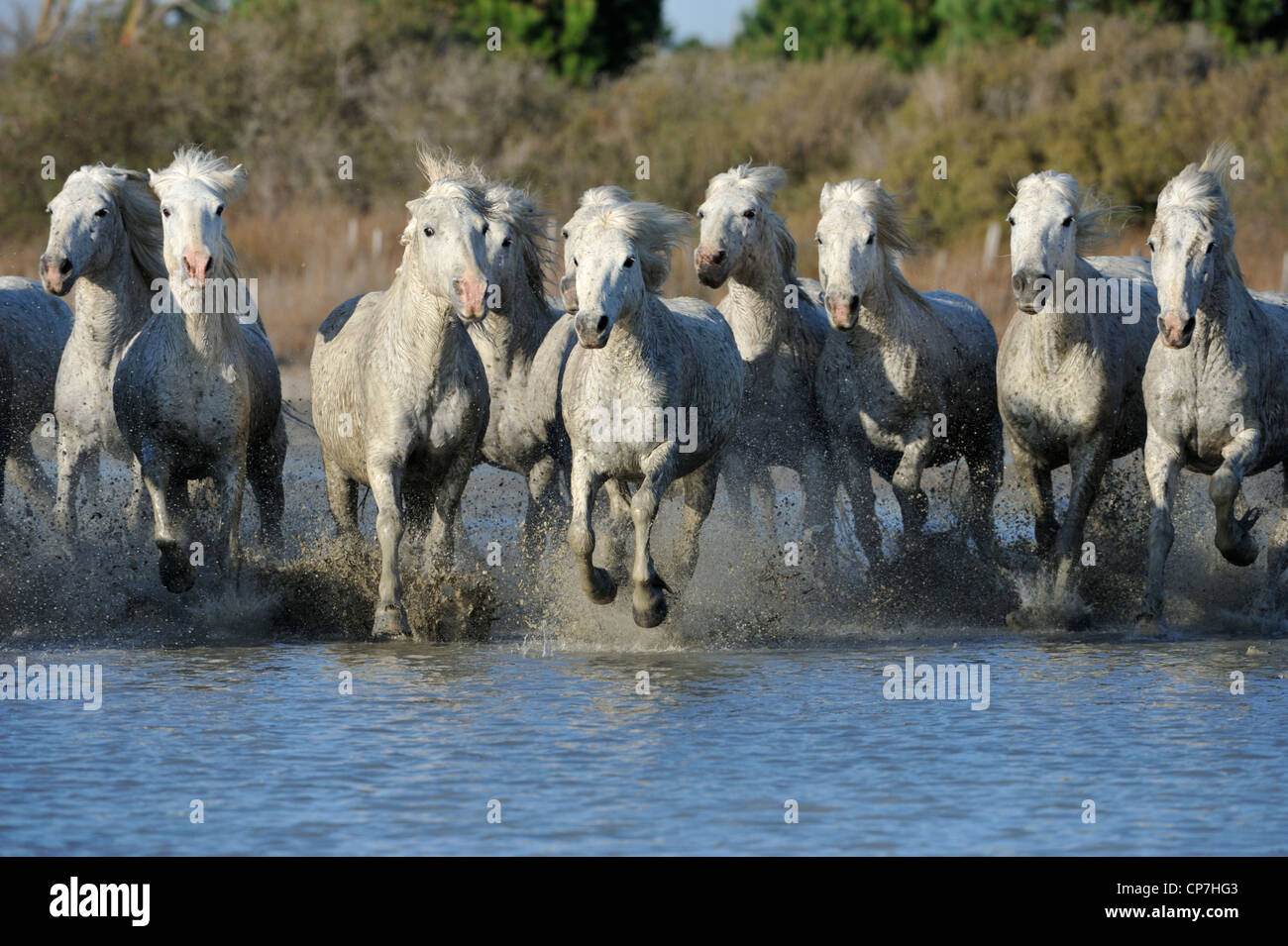 Weißes Pferd in der Camargue, Frankreich Stockfoto