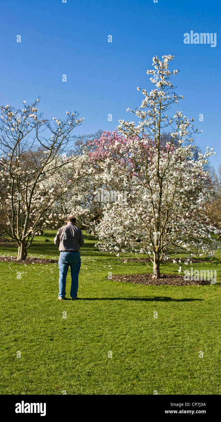 Ein Mann betrachtet man Magnolien voll Frühling blühen Stockfoto