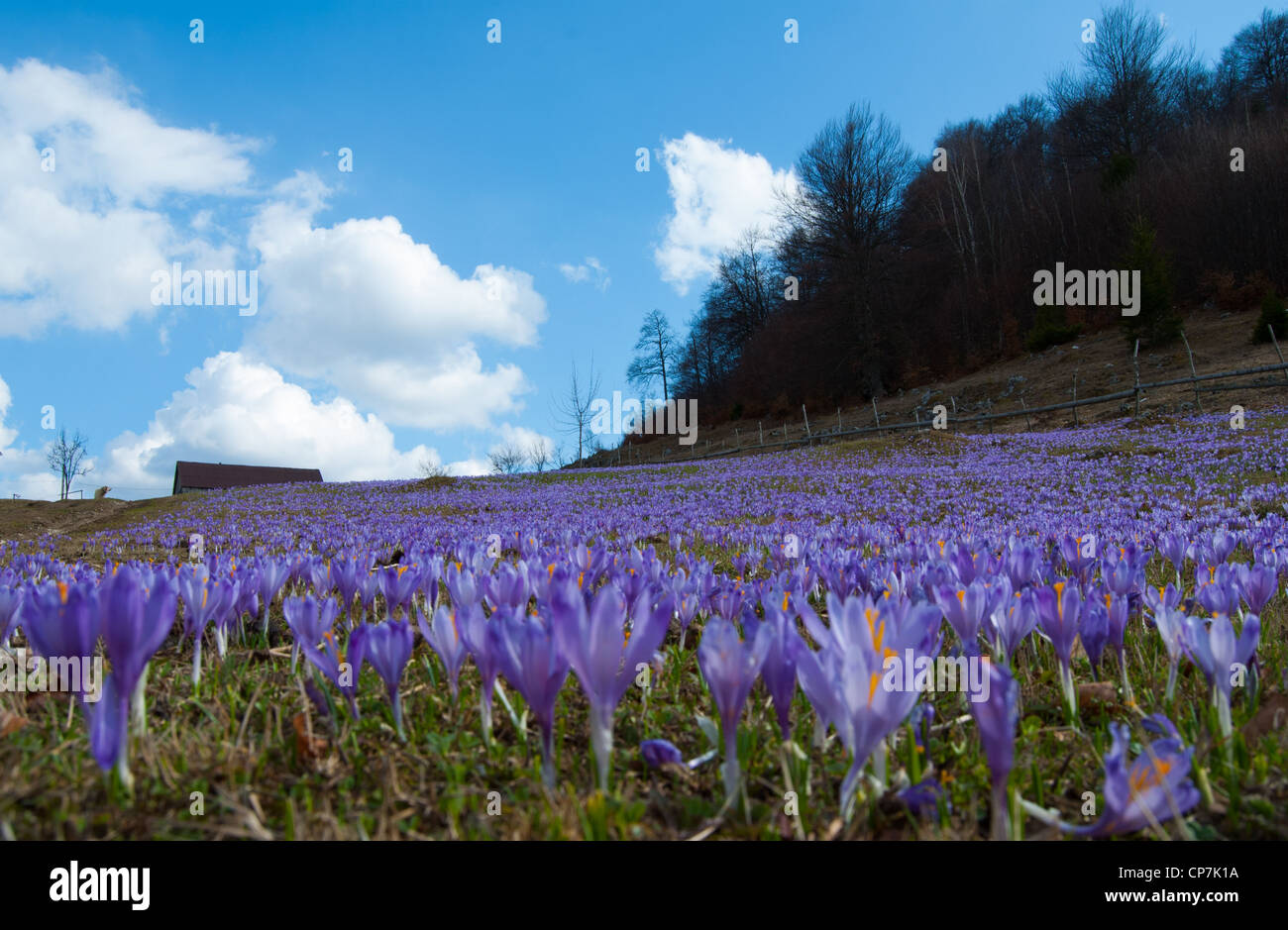 Wiese voller Krokusse im Frühling in der Nähe von Brasov Stockfoto