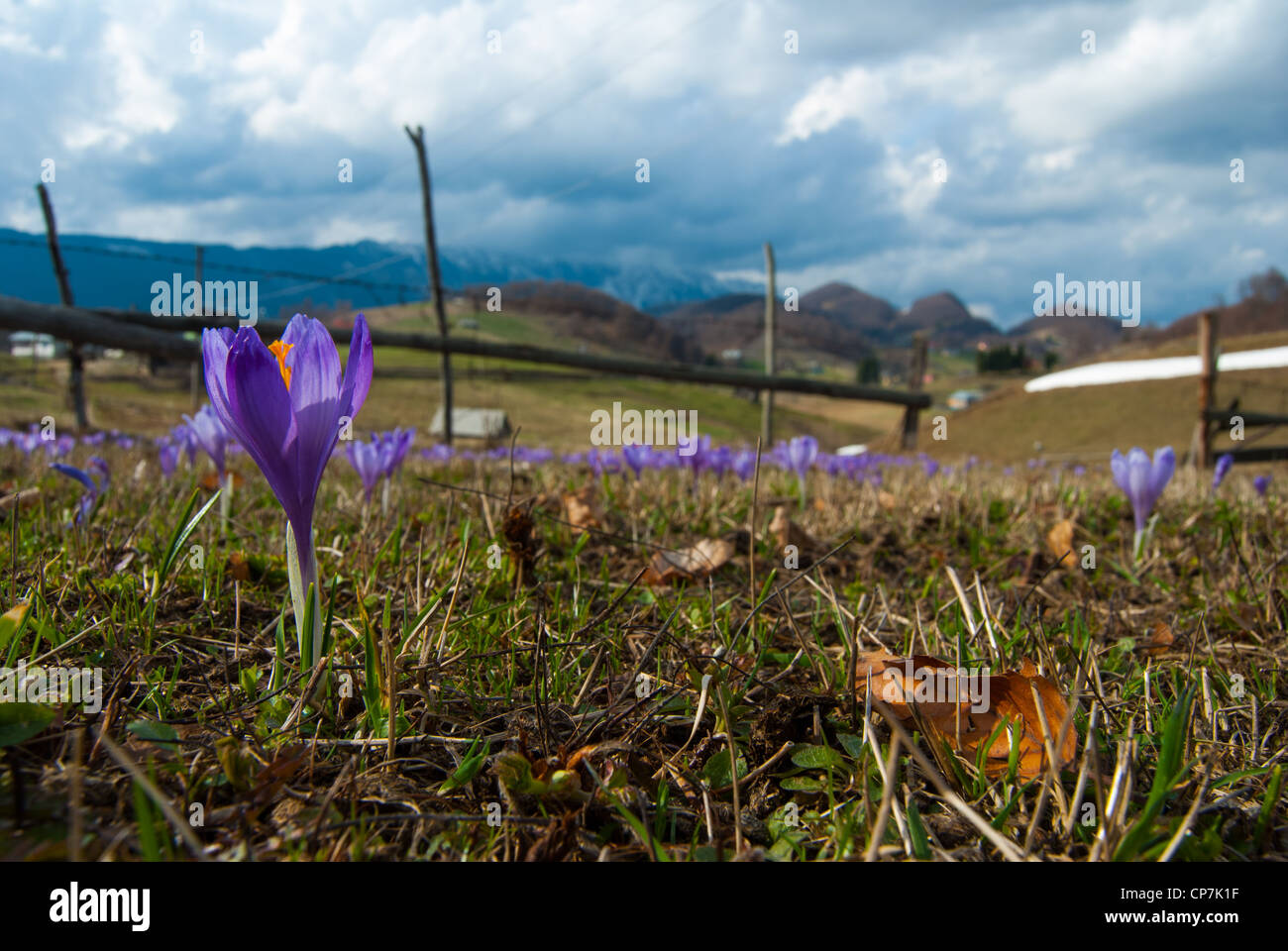 Wiese voller Krokusse im Frühling in der Nähe von Brasov Stockfoto