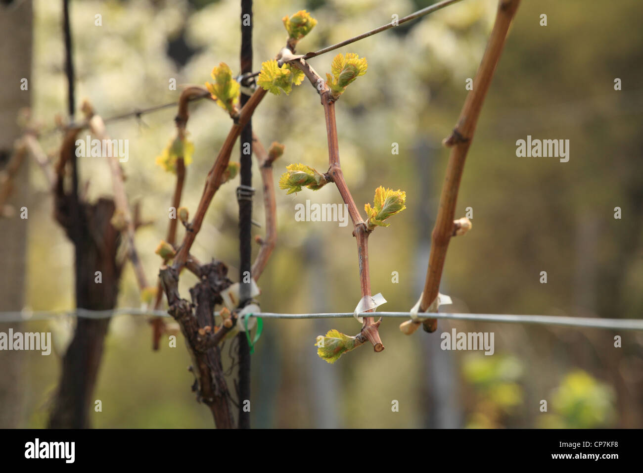 Junge Knospen der Vitis Vinifera im Frühling, Slowakei. Stockfoto