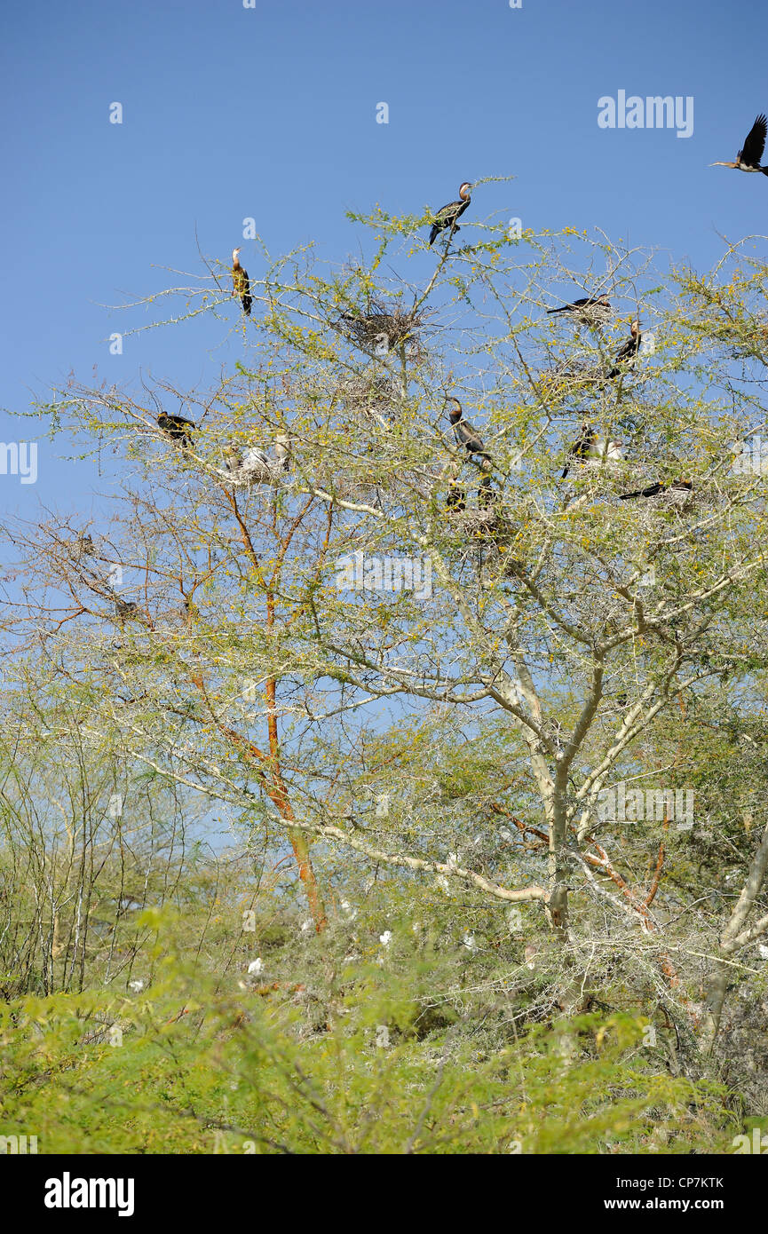 Afrikanische Darter (Anhinga Rufa) Nester mit Küken in einem der Bäume der Kolonie Lake Baringo - Kenia - Ost-Afrika Stockfoto