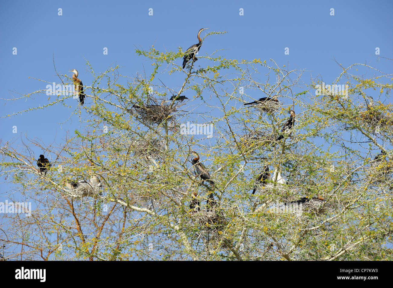 Afrikanische Darter (Anhinga Rufa) Nester mit Küken in einem der Bäume der Kolonie Lake Baringo - Kenia - Ost-Afrika Stockfoto