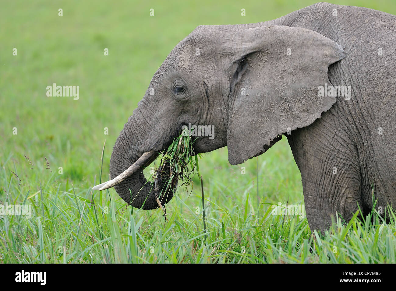 Afrikanischen Bush Elefanten - Savanne Elefanten - Bush Elefant (Loxodonta Africana) Weiden in einem Sumpf in Masai Mara Stockfoto